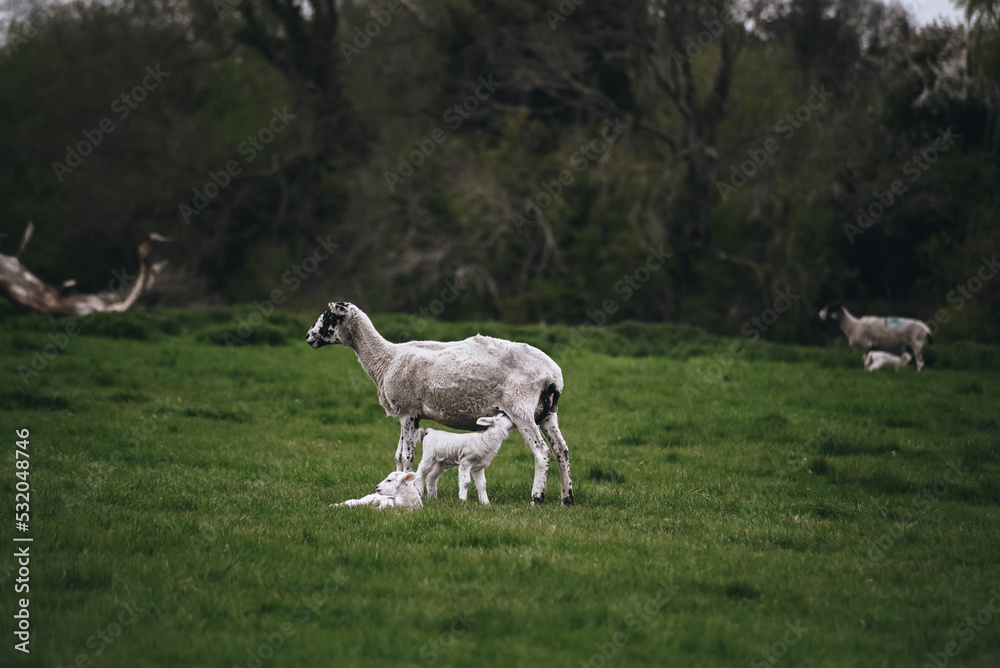 Sheep on the farm. Green field with lush grass. Sheep with little lambs. Farm countryside life. Animals on the field. Sheep on the farm. Green field with lush grass. Sheep with little lambs. Farm countryside life. Animals on the field.