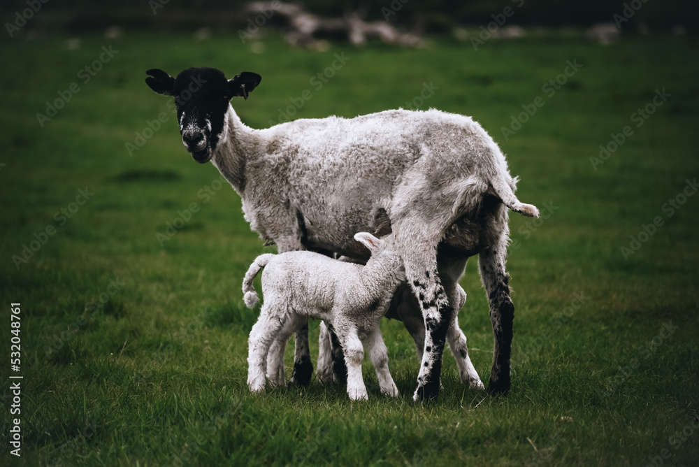 Sheep on the farm. Green field with lush grass. Sheep with little lambs. Farm countryside life. Animals on the field. Sheep on the farm. Green field with lush grass. Sheep with little lambs. Farm countryside life. Animals on the field.