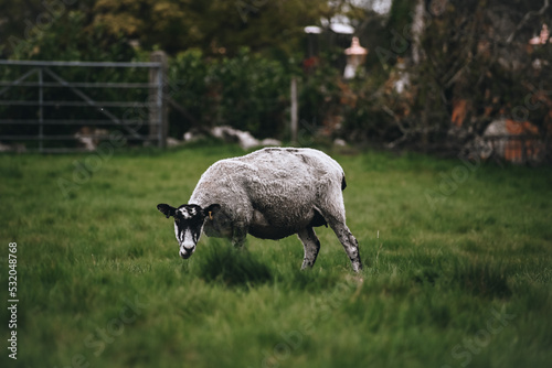 Sheep on the farm. Green field with lush grass. Sheep with little lambs. Farm countryside life. Animals on the field.