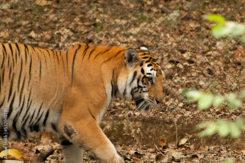 Majestic tiger walking in the forest next to a grid fence.