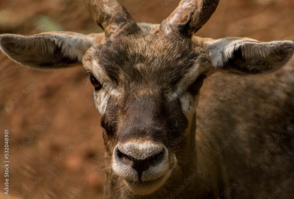 Portrait shot of Blackbuck, beautiful Blackbuck face. Portrait shot of Blackbuck, beautiful Blackbuck face.