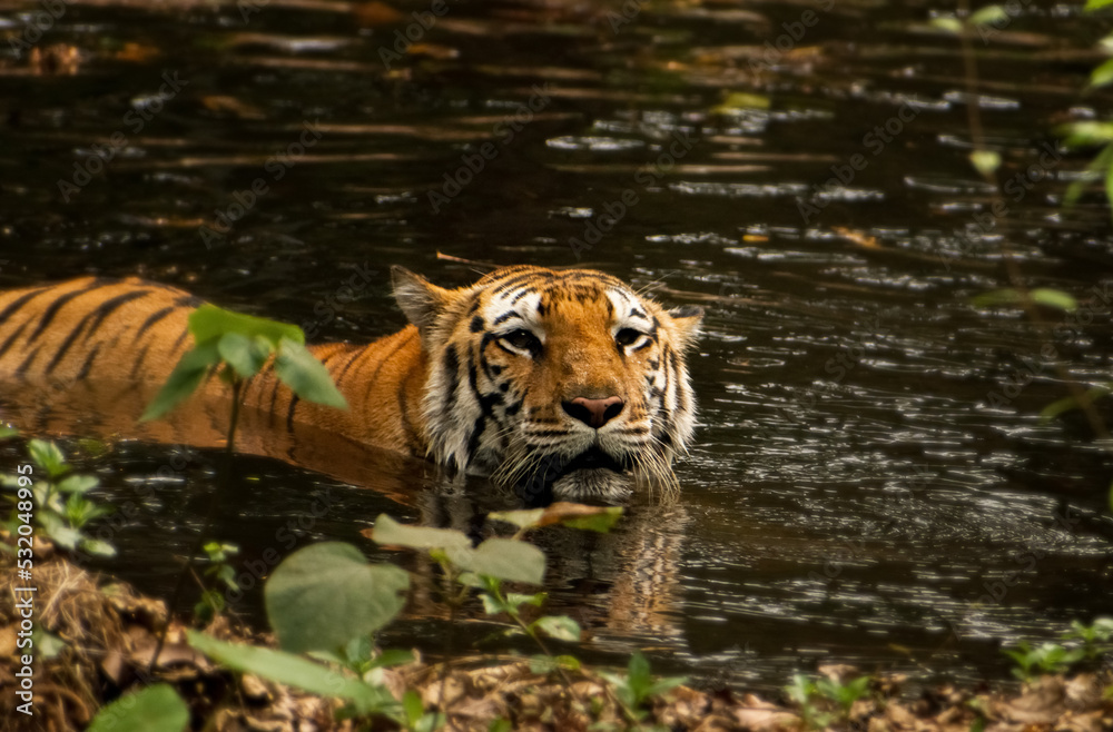 Beautiful Bengal tiger relaxing in forest pool. Beautiful Bengal tiger relaxing in forest pool.