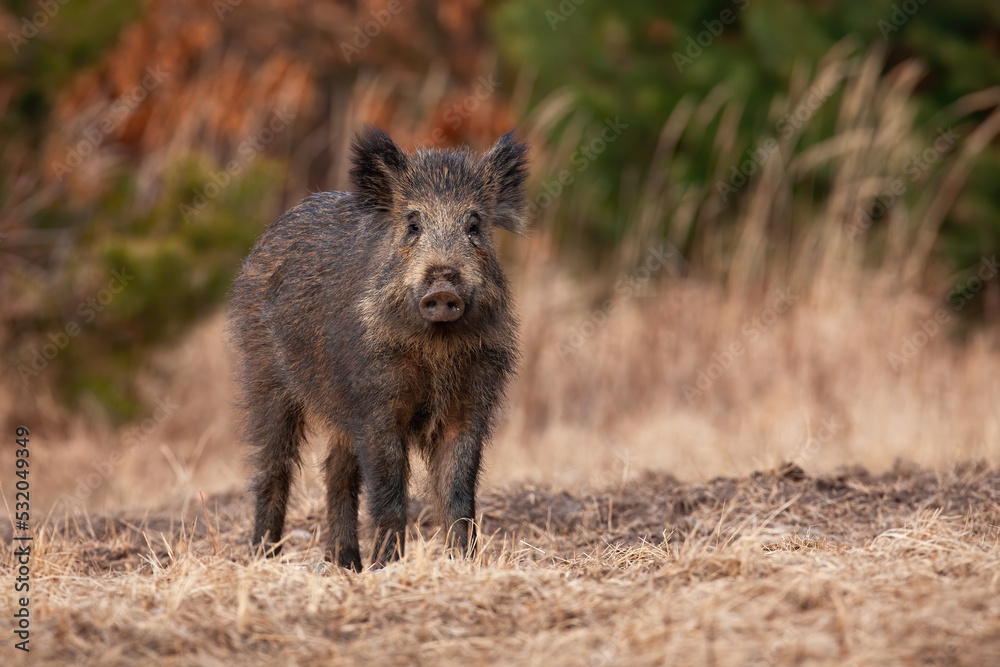 Wild boar, sus scrofa, looking to the camera on dry meadow in fall. Brown swine watching on pasture in autumn. Dark snout standing on glade in front shot. Wild boar, sus scrofa, looking to the camera on dry meadow in fall. Brown swine watching on pasture in autumn. Dark snout standing on glade in front shot.