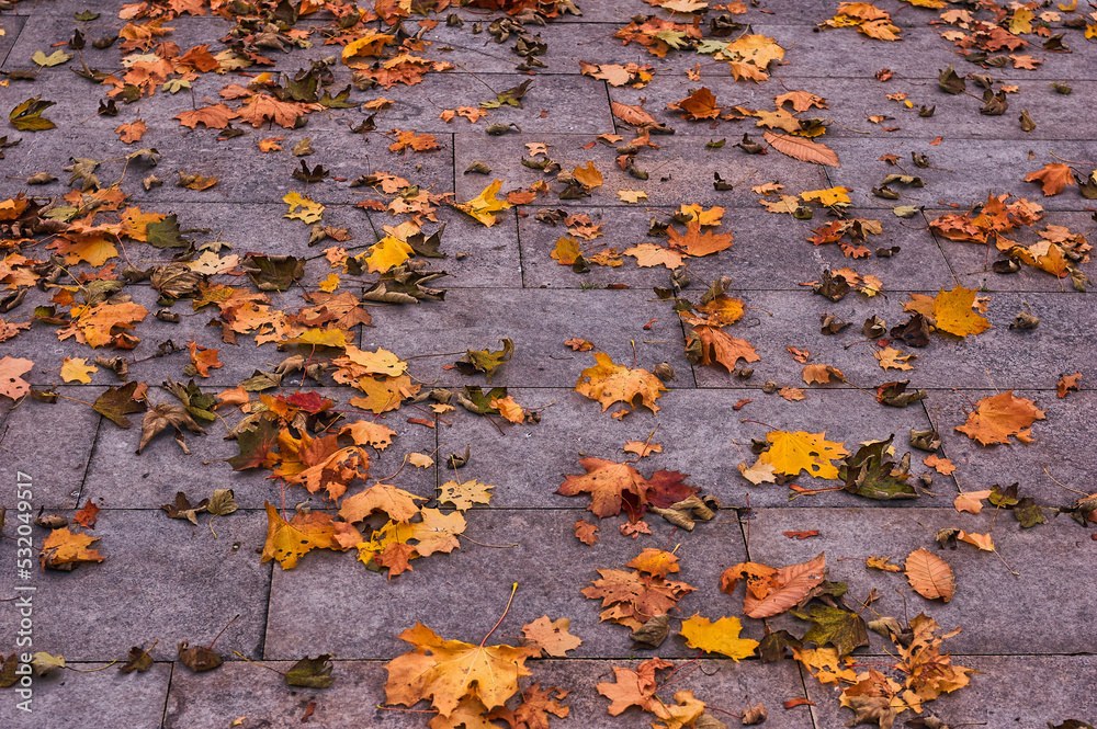 Group of fallen leaves on the ground Group of fallen leaves on the ground