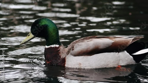 Mallard duck swimming on a pond. Wildlife, national park.