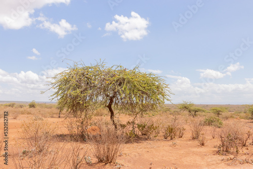 Dry grazing Land in Samburu  Kenya.  Empty Arid land in Africa