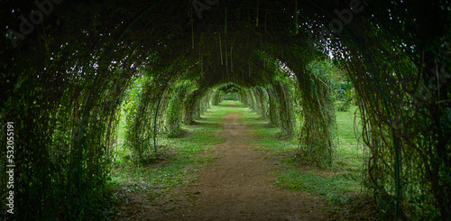 Beautiful green garden with pergola tunnel