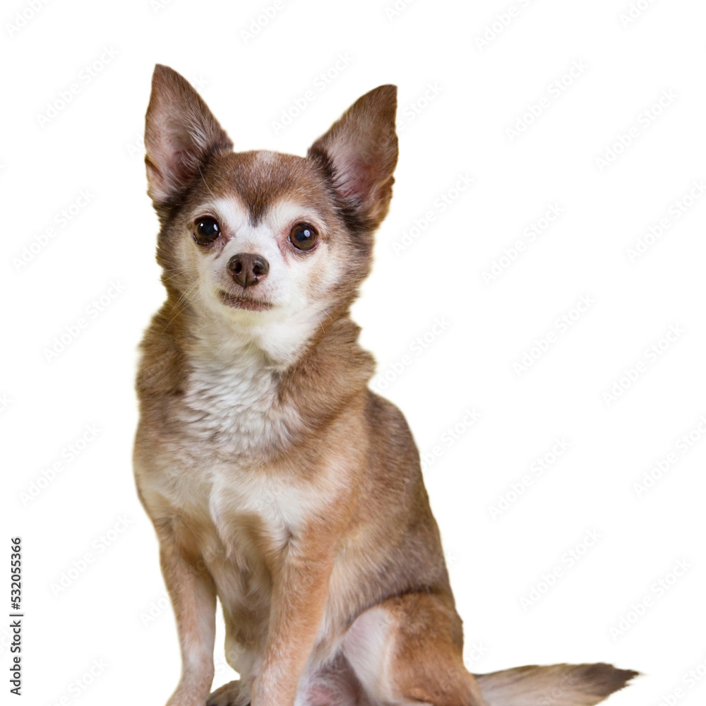 Isolated small and noble chihuahua dog with graying tan and cream coat sits for pet portraits looking very stoic in his wise years