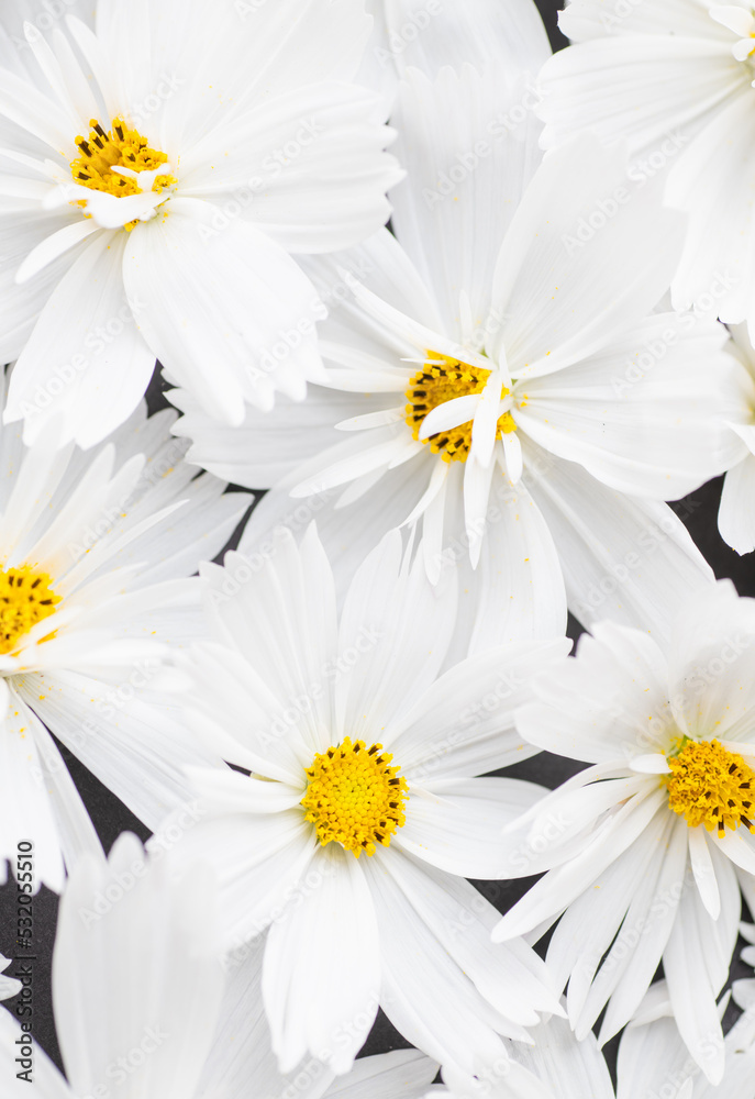 Fototapeta premium Close up of White Cosmos Flowers with Yellow Center