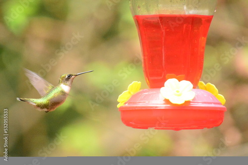 Humming Birds photo