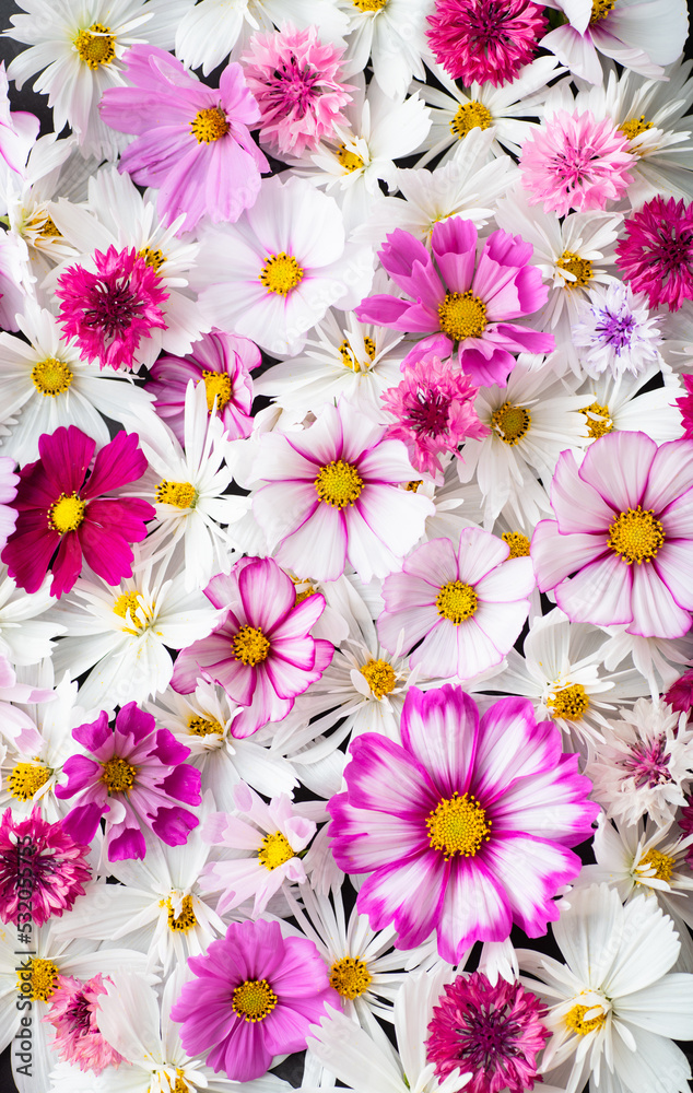 Close up of Cosmos Flowers in Different Colors Close up of Cosmos Flowers in Different Colors