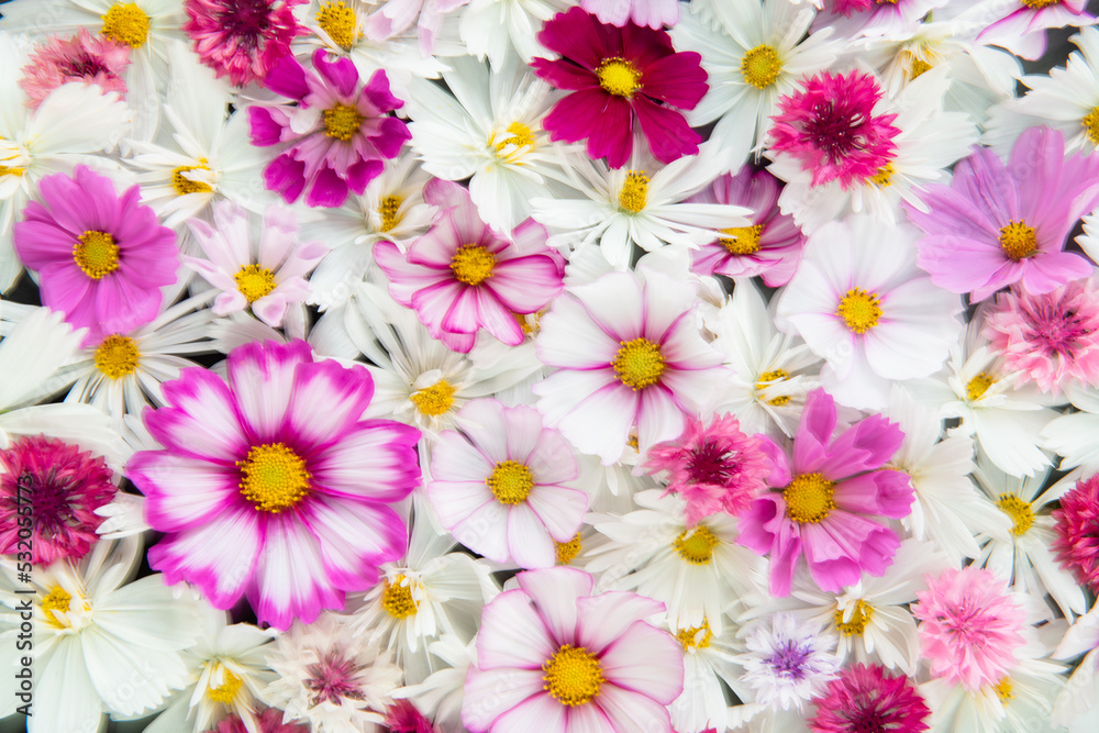 Close up of Cosmos Flowers in Different Colors Close up of Cosmos Flowers in Different Colors
