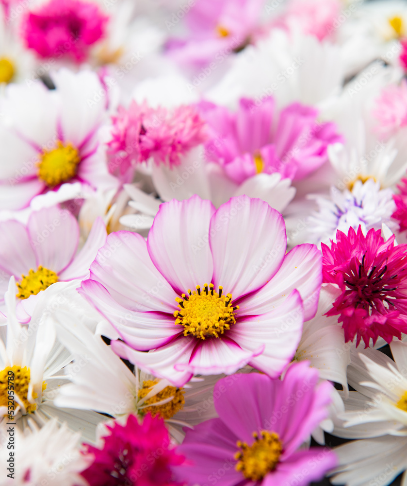 Close up of Cosmos Flowers in Different Colors Close up of Cosmos Flowers in Different Colors