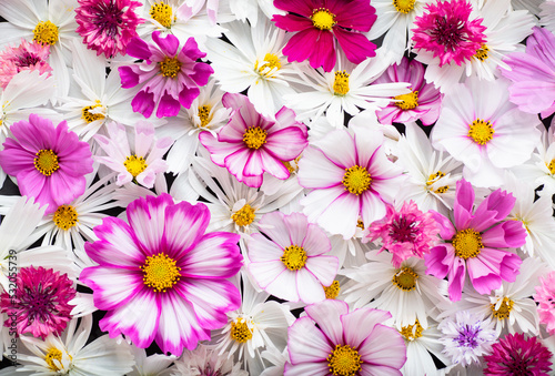 Close up of Cosmos Flowers in Different Colors © Anna Hoychuk
