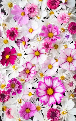 Close up of Cosmos Flowers in Different Colors