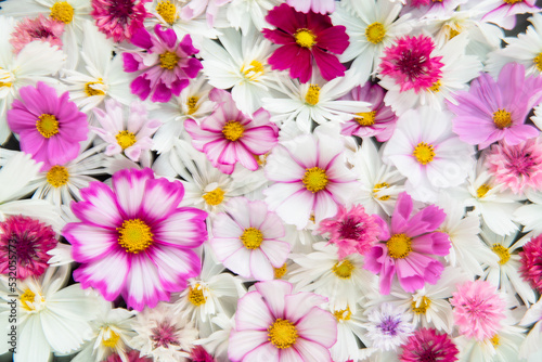 Close up of Cosmos Flowers in Different Colors