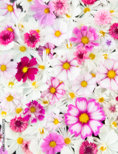 Fototapeta Naklejka Na Ścianę i Meble -  Close up of Cosmos Flowers in Different Colors