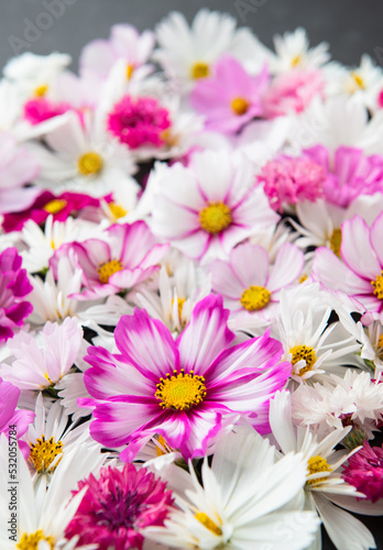 Close up of Cosmos Flowers in Different Colors © Anna Hoychuk