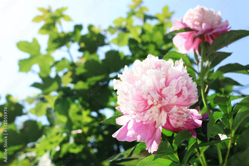 Wonderful pink peonies in garden on sunny day, closeup. Space for text
