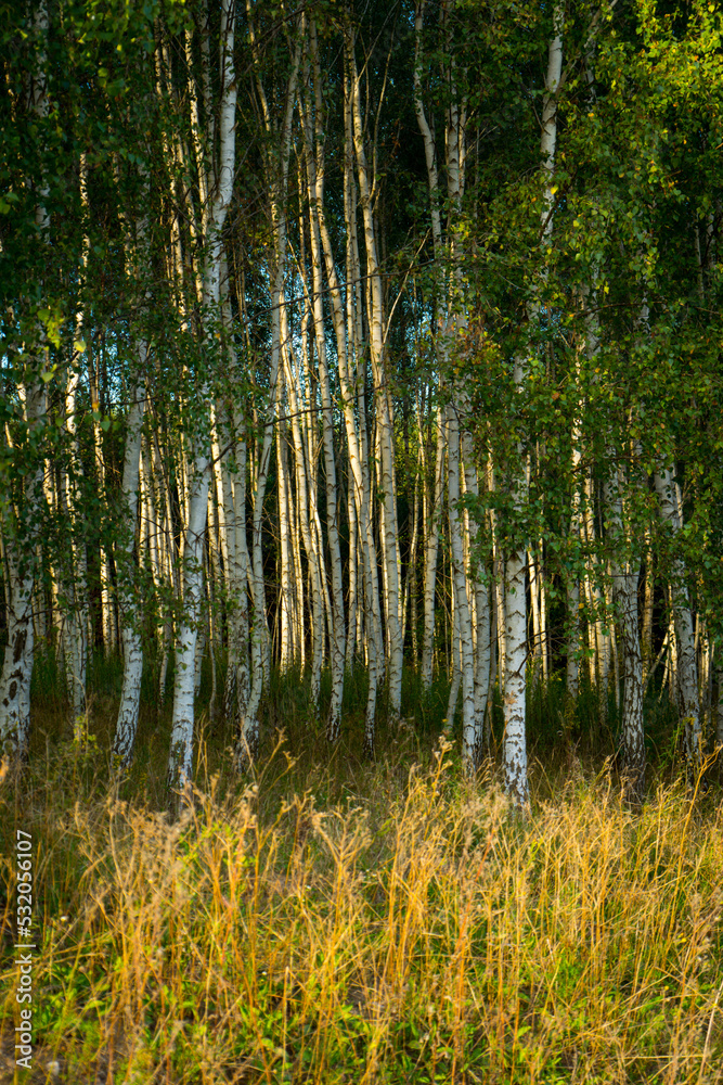 White Birch Forest in Summer White Birch Forest in Summer
