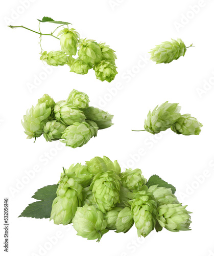 Set with fresh green hops on white background