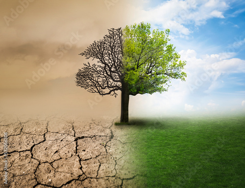 Concept of climate changing. Half dead and alive tree outdoors