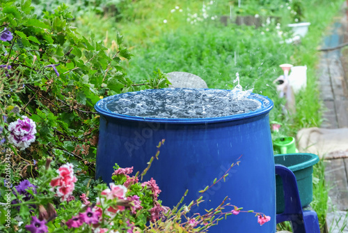 A blue barrel for collecting rainwater. Collecting rainwater in a plastic container. Collecting rainwater for watering the garden. Ecological collection of water for crop irrigation. photo