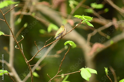 Hummingbirds Feeding on a feeder