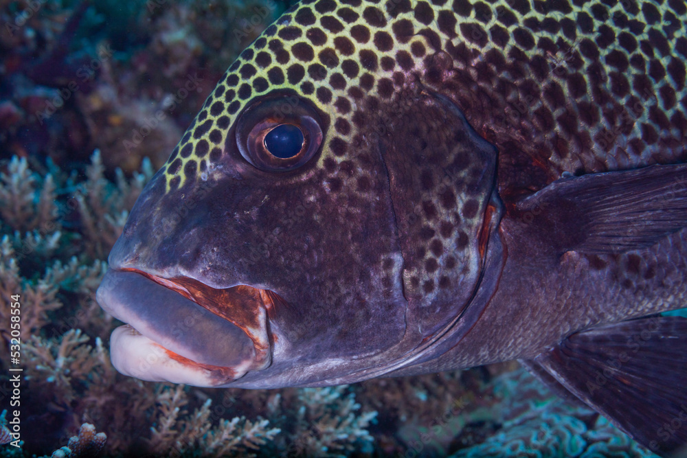 Closeup view of a spotted sweetlip fish head Closeup view of a spotted sweetlip fish head