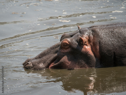 A hippo lolls about in a waterhole in the Serengeti.