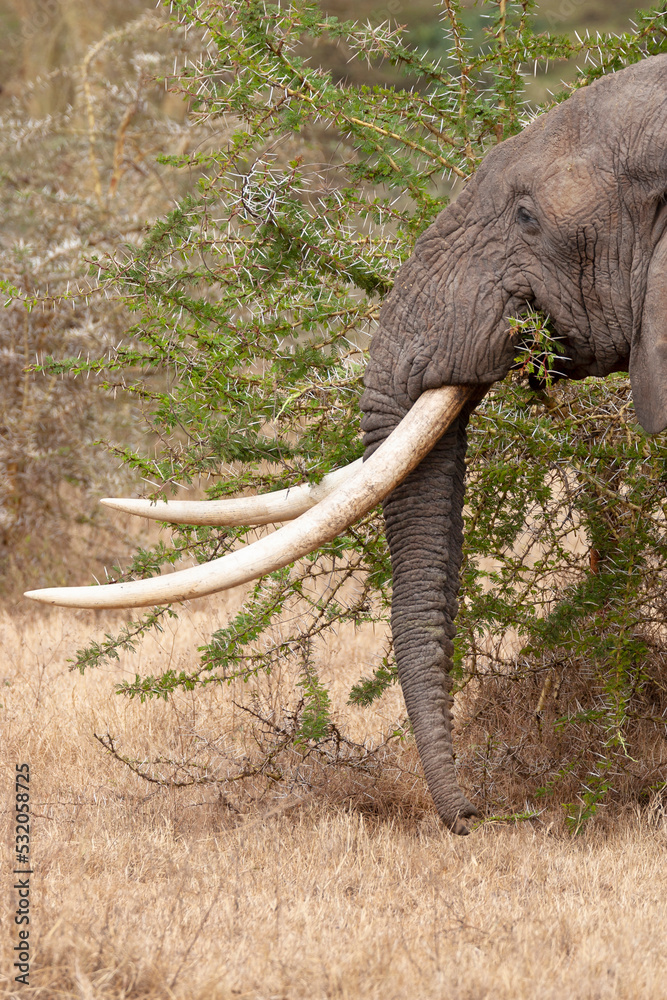 Africa, Tanzania, African bush elephant. A big tusker eats from a spikey acacia tree.