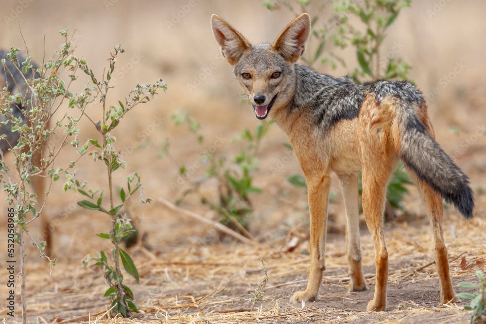 Africa, Tanzania. Portrait of a black-backed jackal.