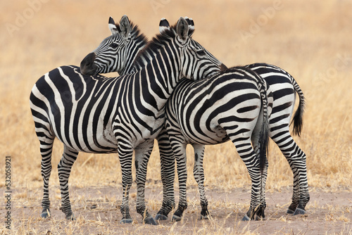 Africa, Tanzania. Two zebra stand together close to a third one.