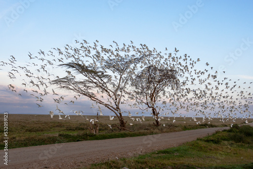 Africa, Tanzania. Cattle egrets roost in a lone tree in the Serengeti and fly off at dawn. photo