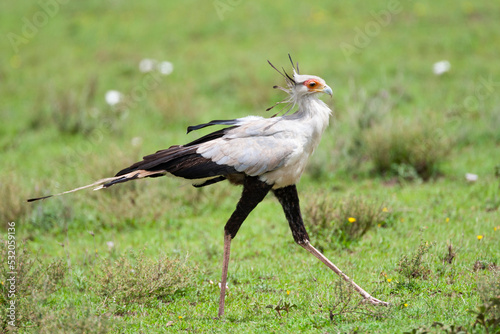 Africa, Tanzania. A secretary bird strides along looking for food.