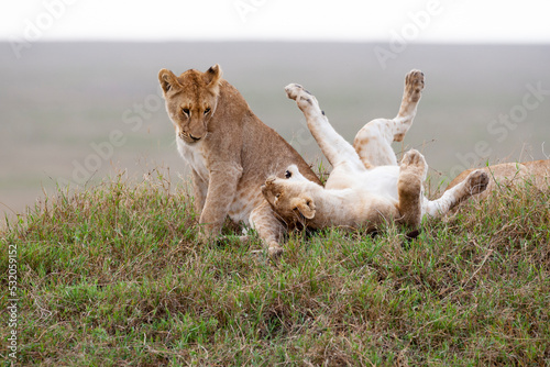 Africa  Tanzania. Two young lions play together.