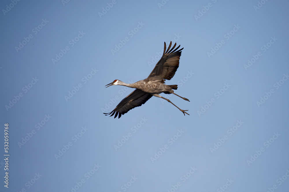 Fototapeta premium Sandhill crane (Antigone canadensis) in flight