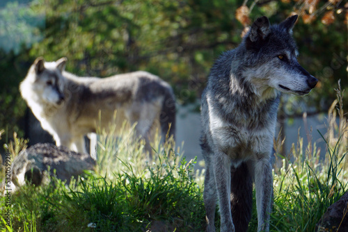 Two grey wolves - the pack