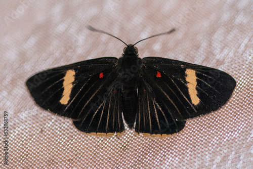 A black butterfly (Melanis) photo