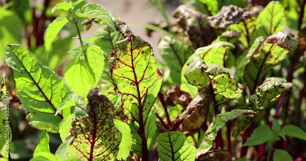 Green red beet foliage for cooking borscht , beet growing in the field for the production of soups and food