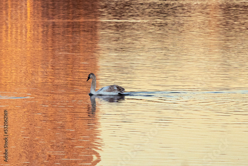 Young swan paddling on a pink lake into a reflection of a skyscraper  photo