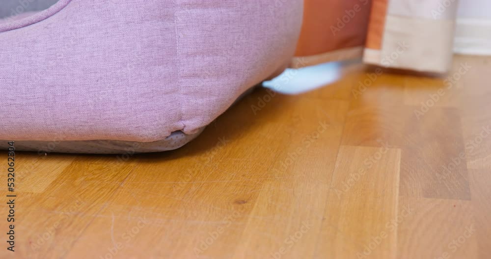 Person hand takes dirty red sock hidden near grey couch. Man searches lost red sock of pair in apartment finding on floor near couch in room Person hand takes dirty red sock hidden near grey couch. Man searches lost red sock of pair in apartment finding on floor near couch in room