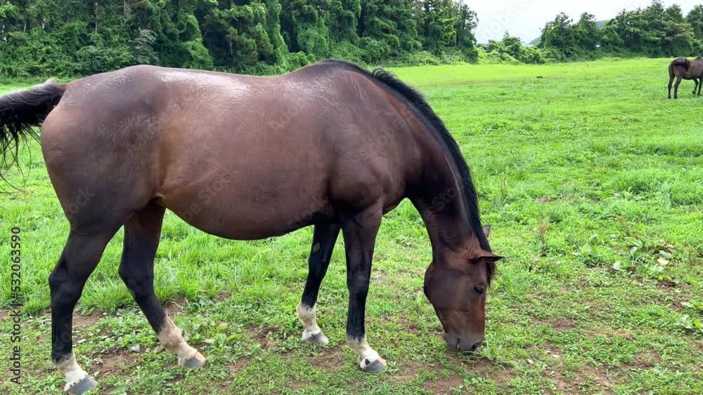 horses grazing in the meadow
