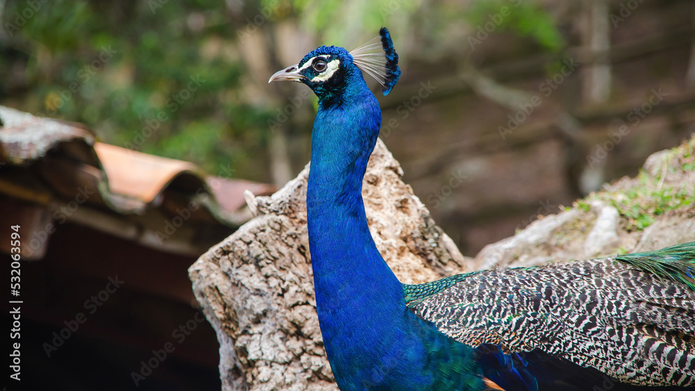 Obraz premium Peacock bird predominant in the Venezuelan Andes.