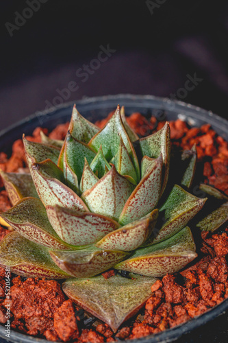 Fotografie Detail of Echeveria purpusorum on dark background