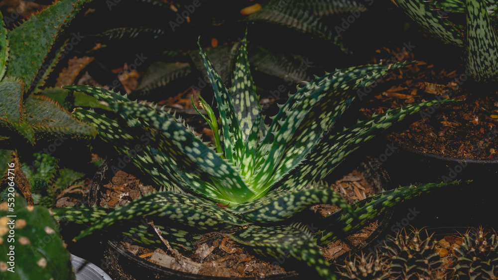Fototapeta premium Attractive green Aloe vera plant with white silver spots on the leaves. Beautiful potted succulent plant as decoration