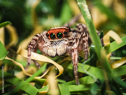 spider on a leaf