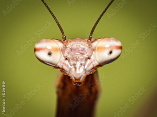 close up of a mantis