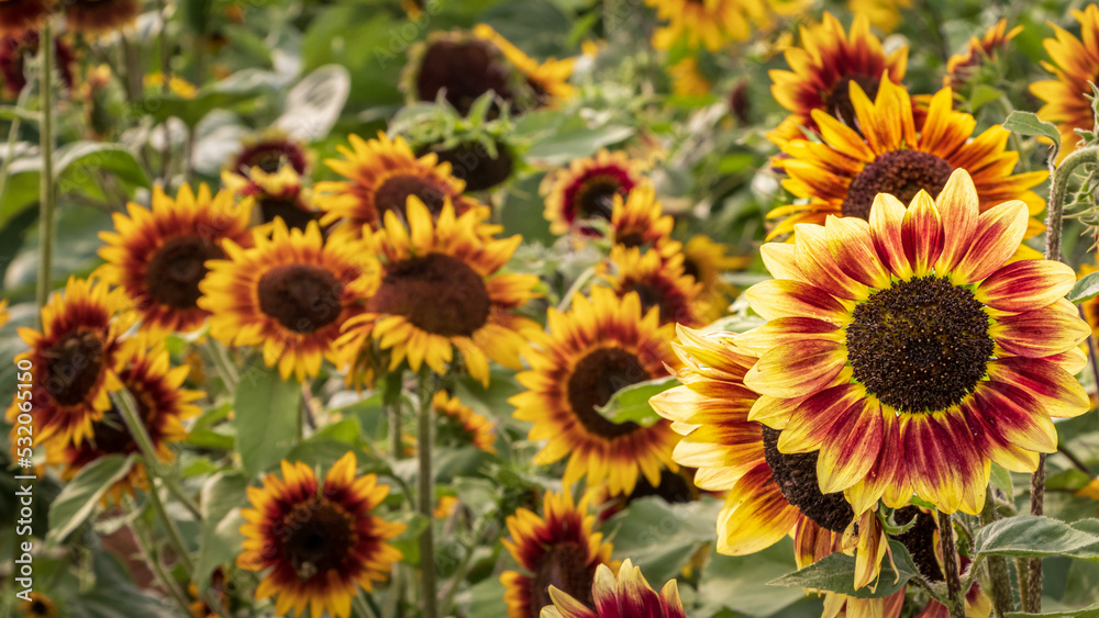 One Red and Yellow Sunflower Among Many One Red and Yellow Sunflower Among Many
