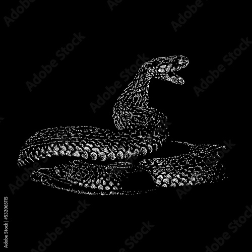 Red Spitting Cobra hand drawing vector illustration isolated on black background